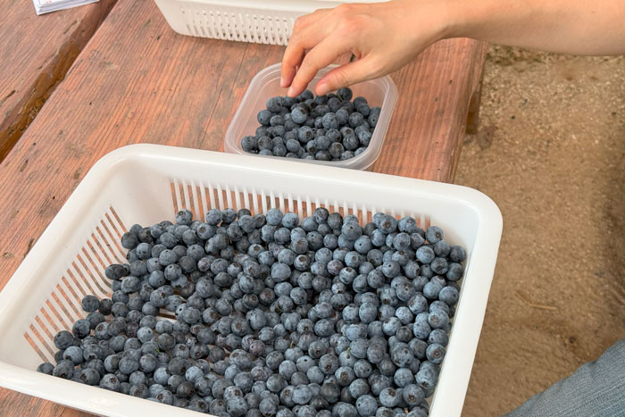 「うえだブルーベリー畑」　収穫後にタッパにブルーベリーを入れている画像