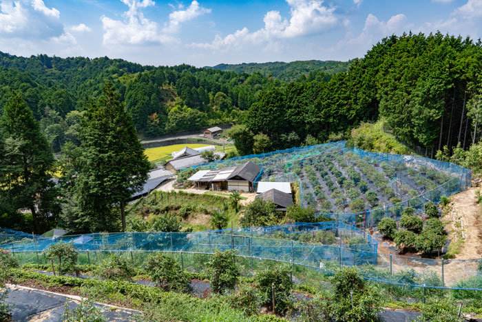 「うえだブルーベリー畑」　頂上からの景色画像