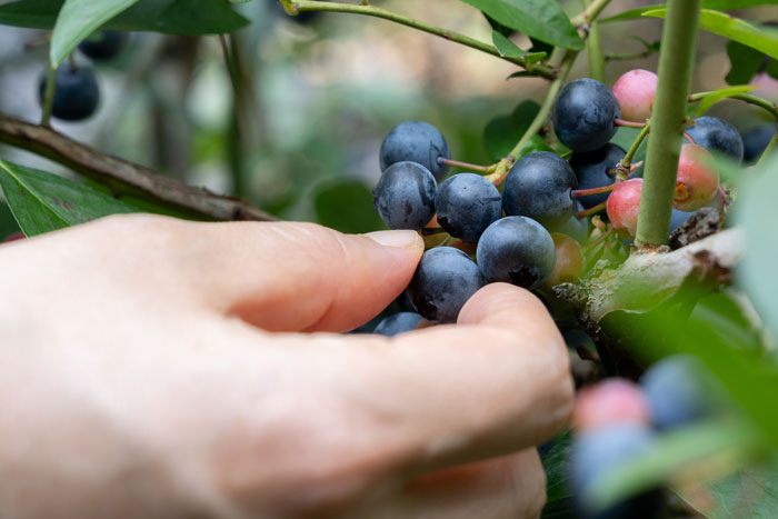 「うえだブルーベリー畑」　ブルーベリーを摘み取っている画像１