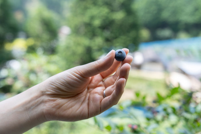 「うえだブルーベリー畑」　ブルーベリーを摘み取っている画像２