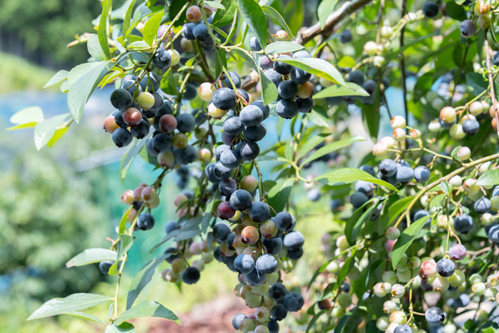 「うえだブルーベリー畑」　ブルーベリーを摘み取っている画像３