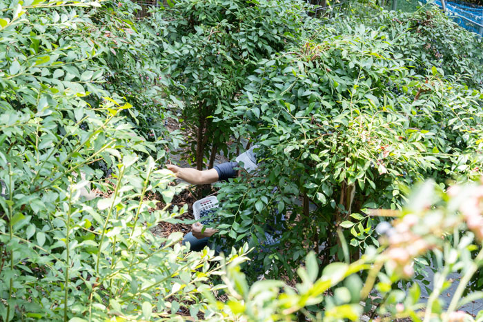 「うえだブルーベリー畑」　ブルーベリーを摘み取っている画像１