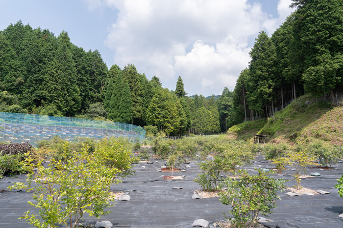 「うえだブルーベリー畑」　平地の画像１