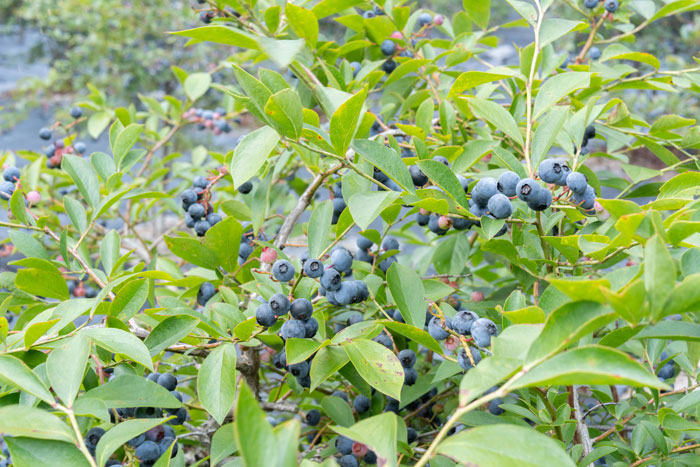 「うえだブルーベリー畑」　変わった味のブルーベリーの画像