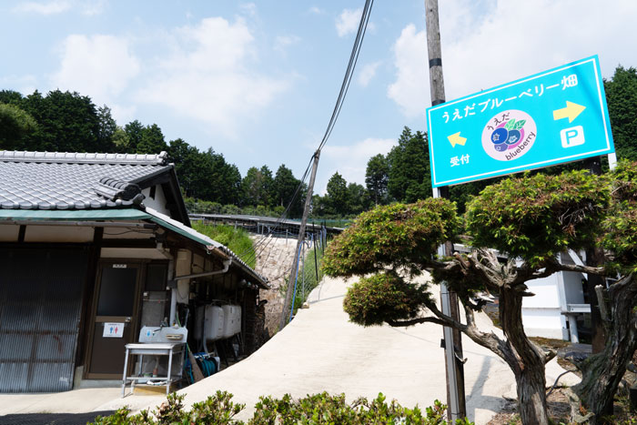 楽しかった「うえだブルーベリー畑」の画像