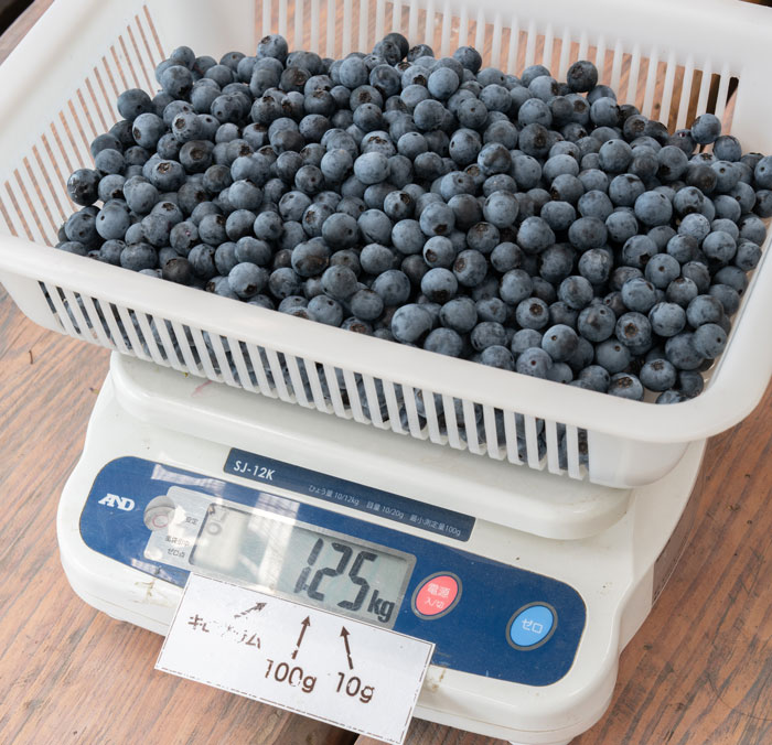 「うえだブルーベリー畑」　収穫後に計量している画像