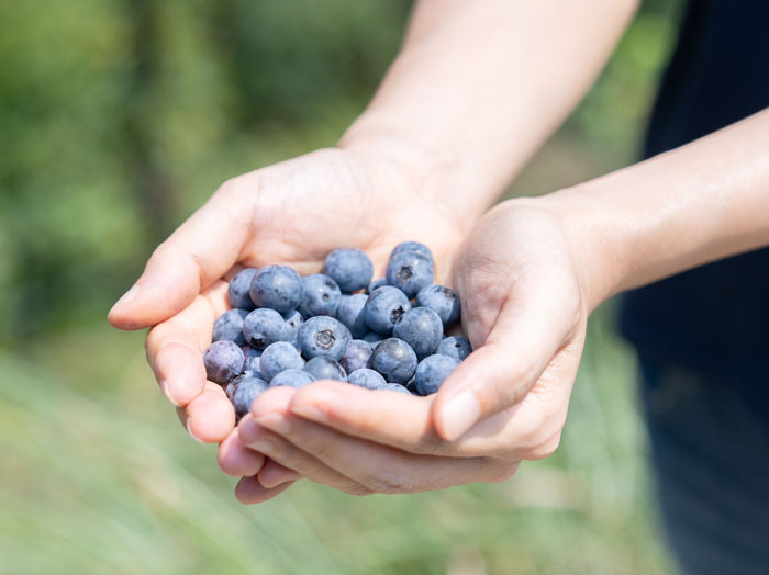 「うえだブルーベリー畑」　ブルーベリーを集めている画像