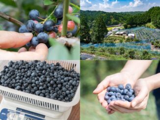 「うえだブルーベリー畑」まとめ画像