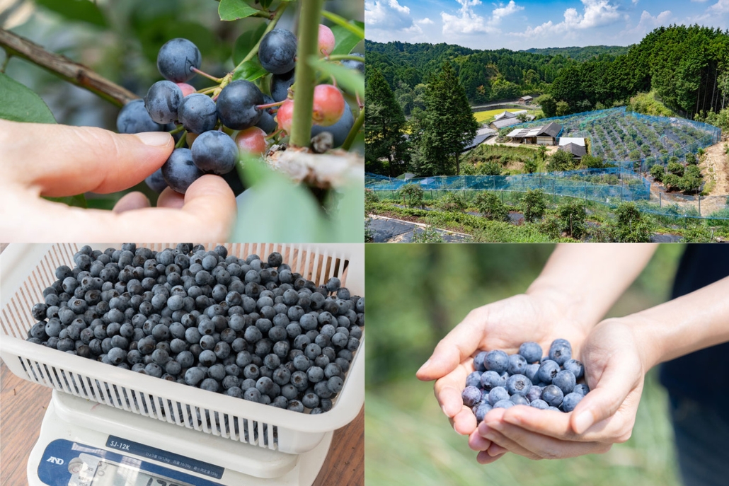 「うえだブルーベリー畑」まとめ画像