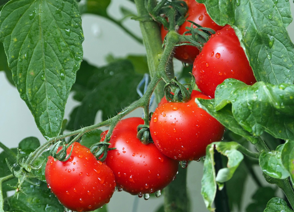 ミニトマト狩りの体験画像