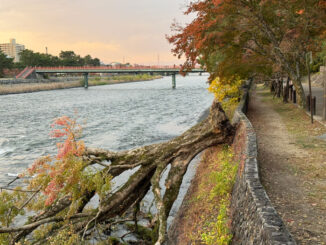 観流橋の近くの倒木画像１
