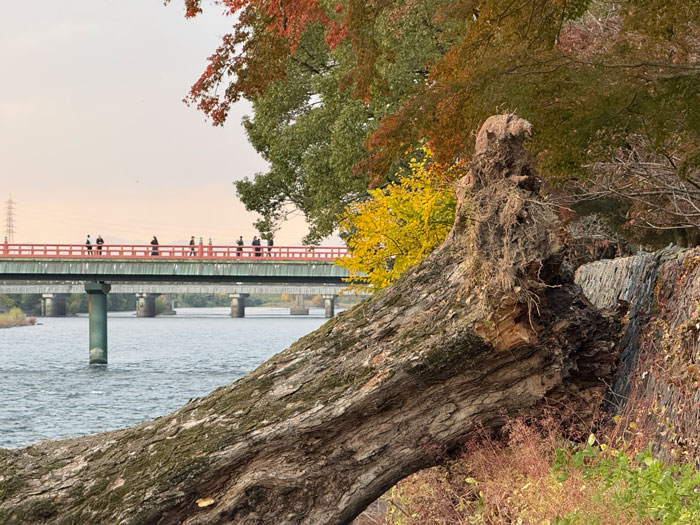 観流橋の近くの倒木画像２