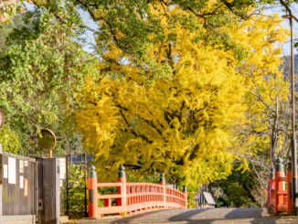観流橋のいちょうの画像