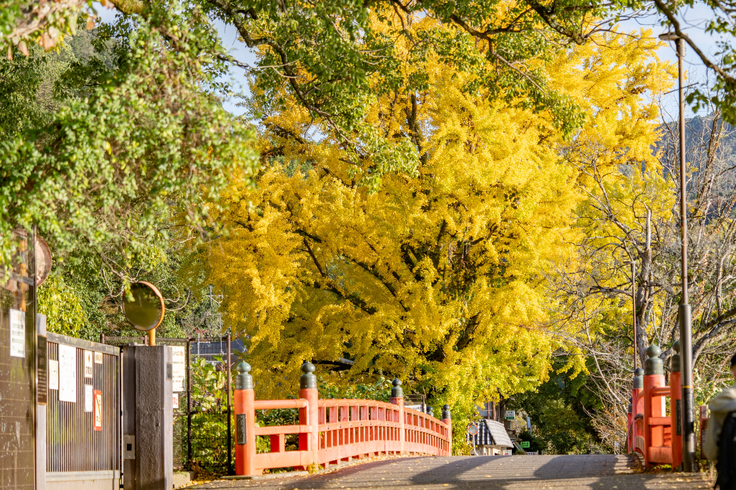 観流橋のいちょうの画像