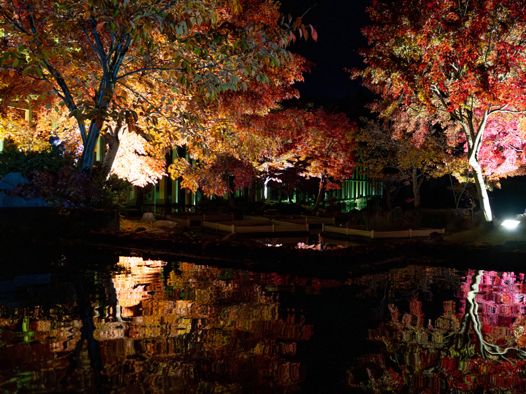 けいはんな記念公園　紅葉ライトアップ２０２５の画像４