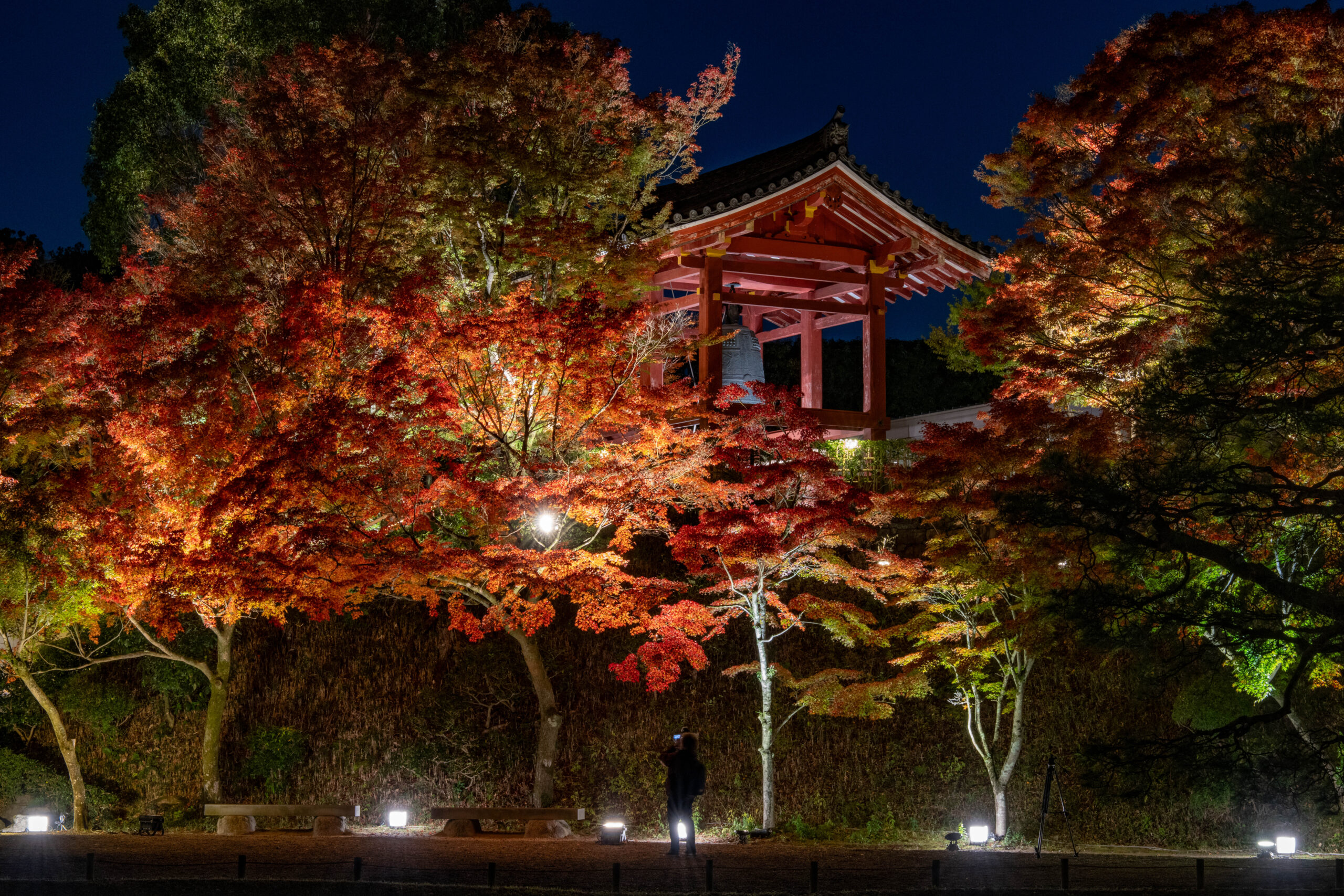 平等院　ライトアップ２０２５年の画像４