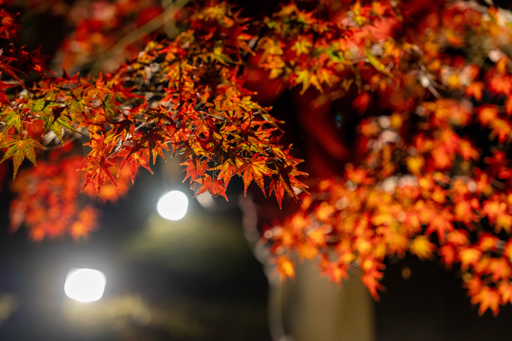 「大御堂観音寺ライトアップ 2025」紅葉の画像