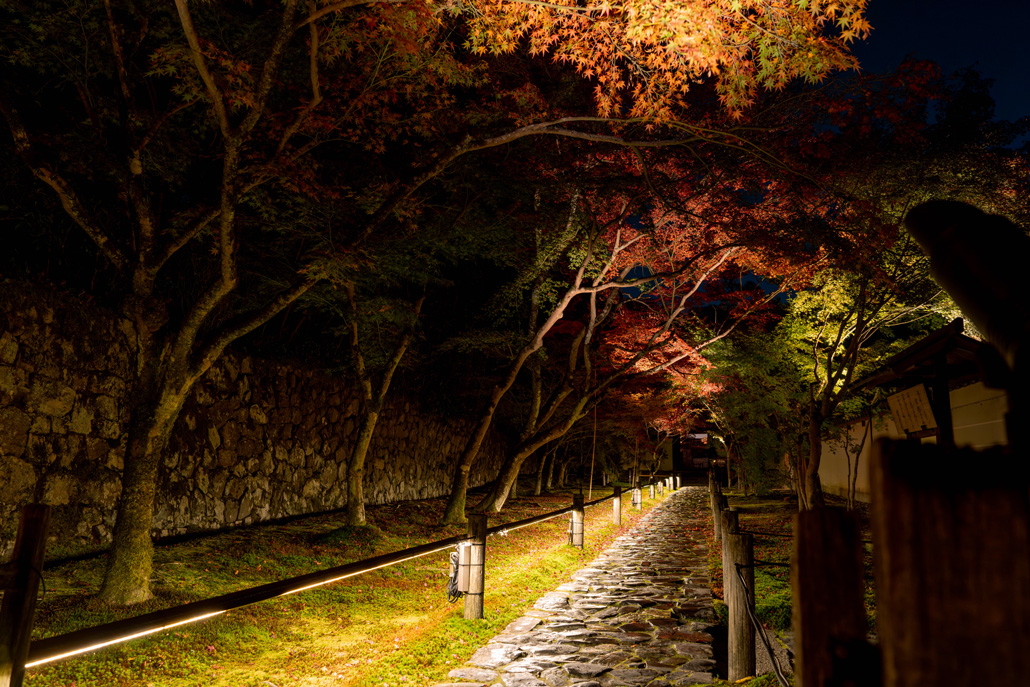 「一休寺紅葉ライトアップ 2025」美しい色の紅葉の画像