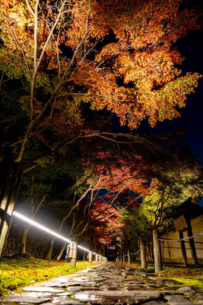 「一休寺紅葉ライトアップ 2025」美しい色の紅葉や夜の光の画像