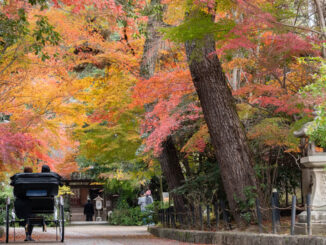 宇治上神社の参道の画像