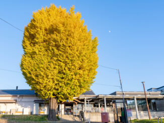 ２０２５年１１月３０日　新田駅前のいちょうの木の画像