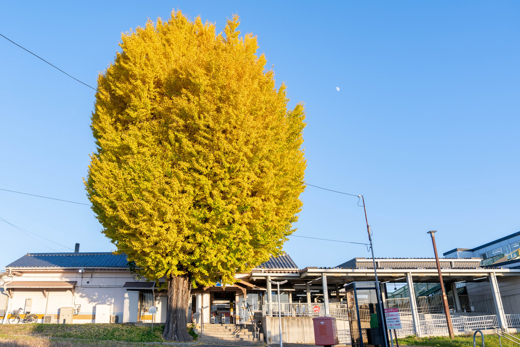 ２０２５年１１月３０日　新田駅前のいちょうの木の画像