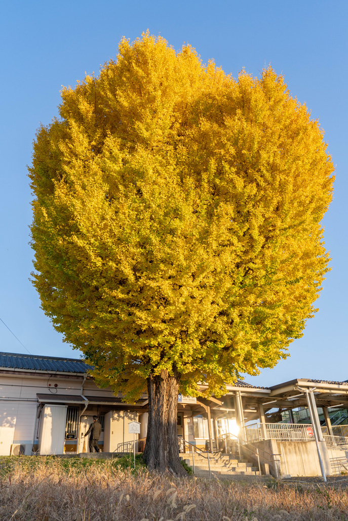 ２０２５年１１月３０日　新田駅前のいちょうの木の画像２