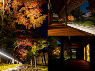 「一休寺紅葉ライトアップ 2025」の画像