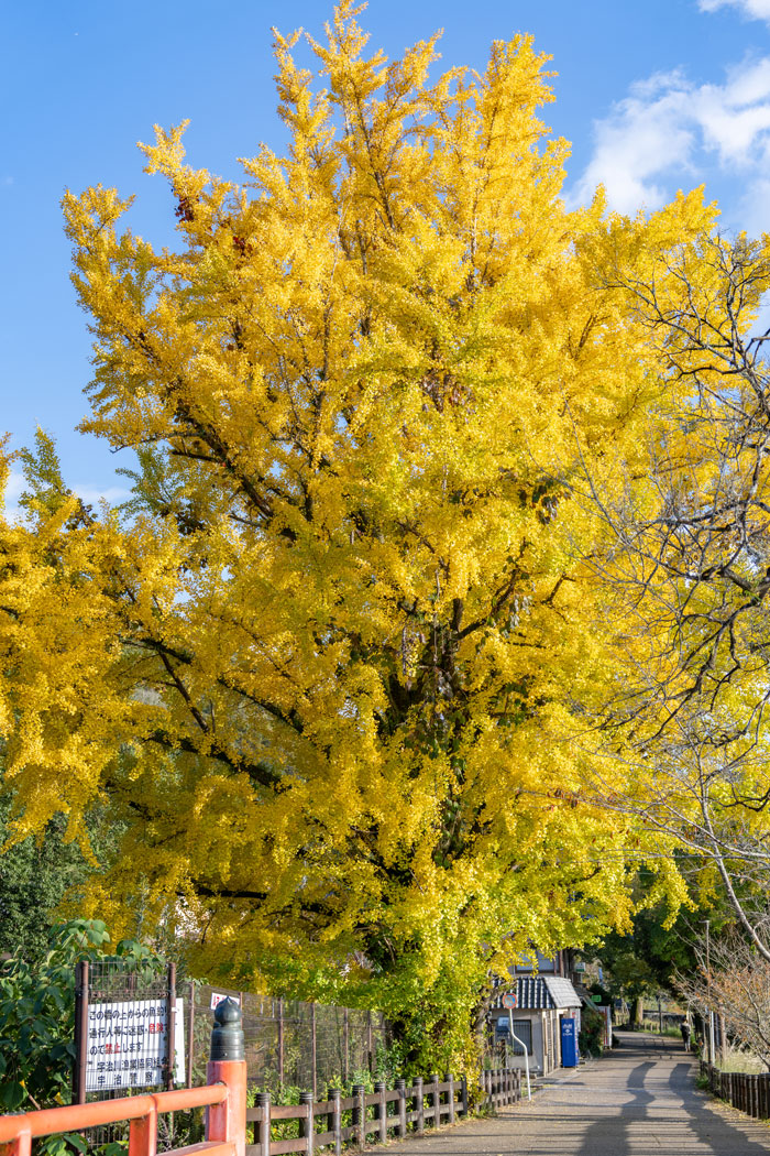 観流橋の綺麗ないちょうの画像