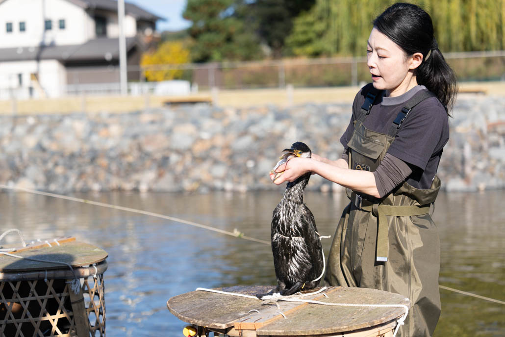 放ち鵜飼の公開トレーニングでの、鵜と鵜匠さんの画像１