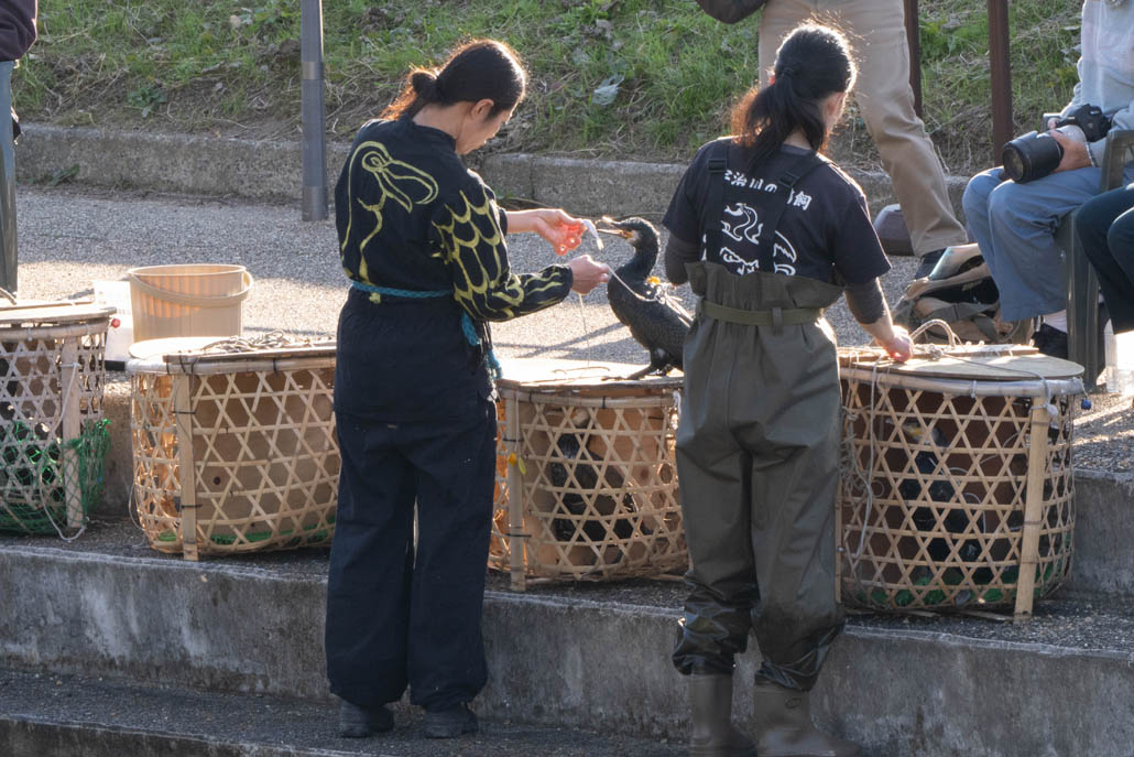 放ち鵜飼の公開トレーニングの画像