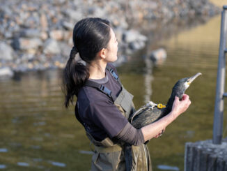 放ち鵜飼の公開トレーニングの画像