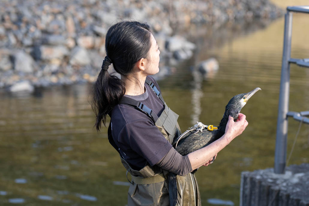 放ち鵜飼の公開トレーニングの画像