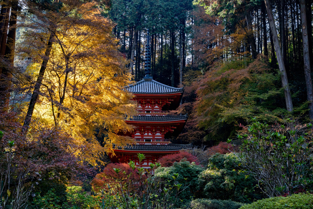 岩船寺の黄葉と三重塔へ近づく画像