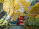 岩船寺の黄葉の画像