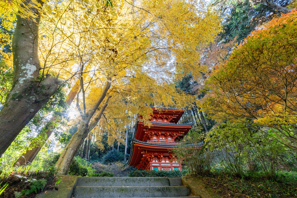 岩船寺の黄葉の画像