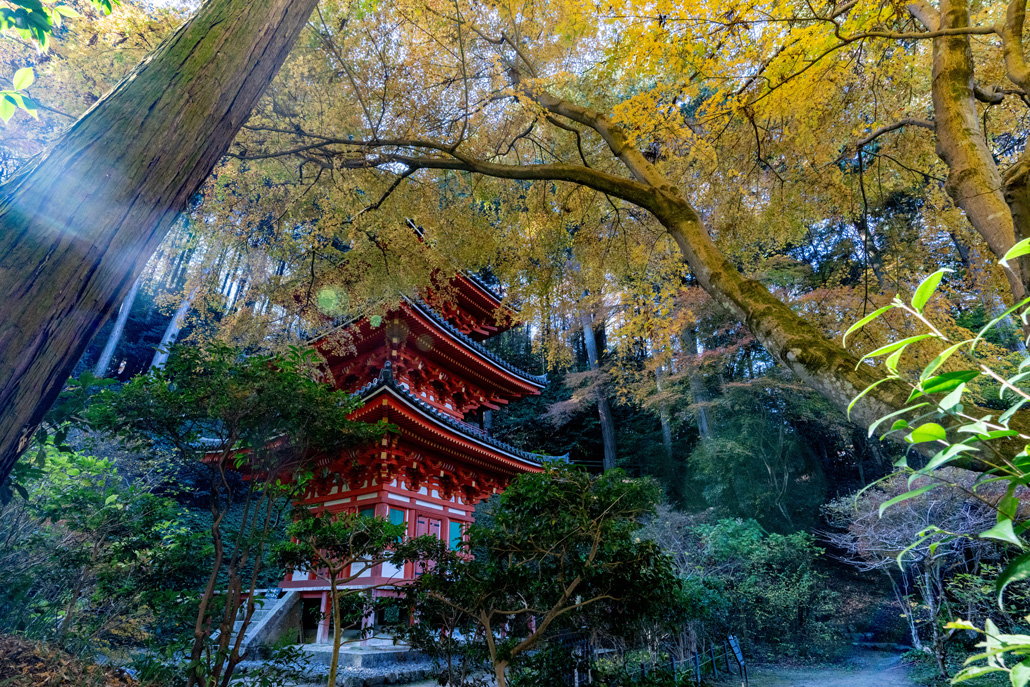 岩船寺の黄葉と三重塔を見上げた画像
