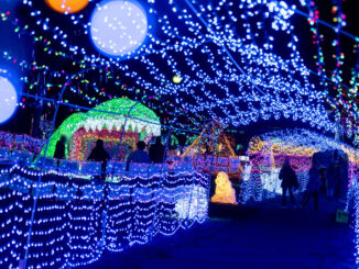 「光のページェント TWINKLE JOYO 2025」の恐竜＆トンネルの画像