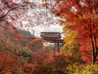 石清水八幡宮参道ケーブルと紅葉の画像