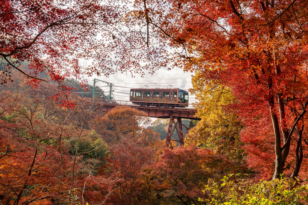 石清水八幡宮参道ケーブルと紅葉の画像