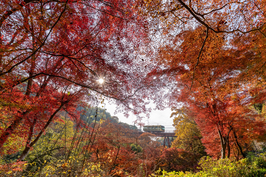 石清水八幡宮参道ケーブルと美しい紅葉の画像