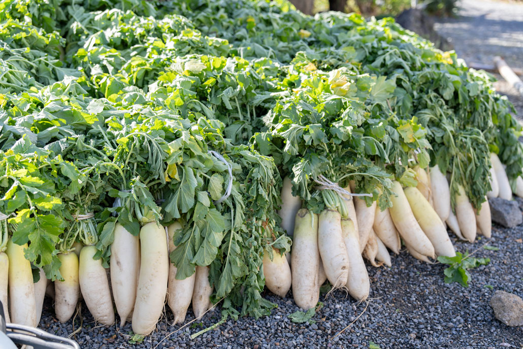 干される大根の画像