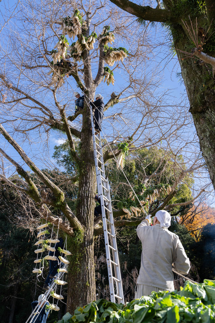 背の高い大根ツリーの作業風景の画像