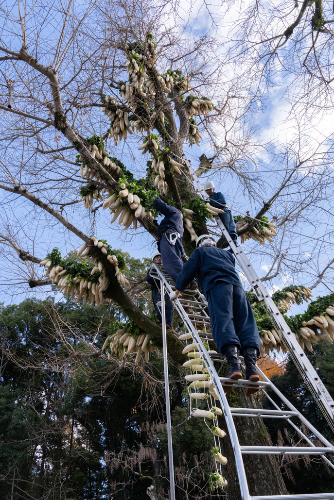 大根が干されていく画像
