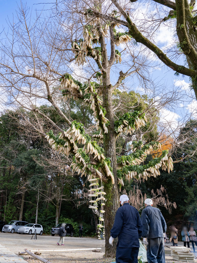 ２０２５年の大根ツリーの画像