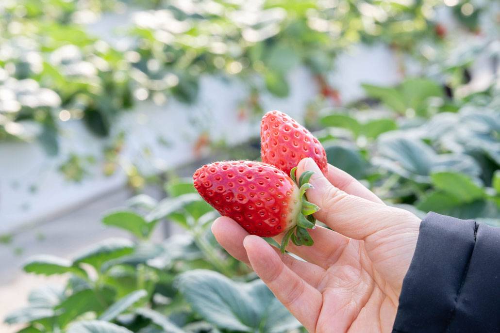 「華やぎ観光農園」の画像