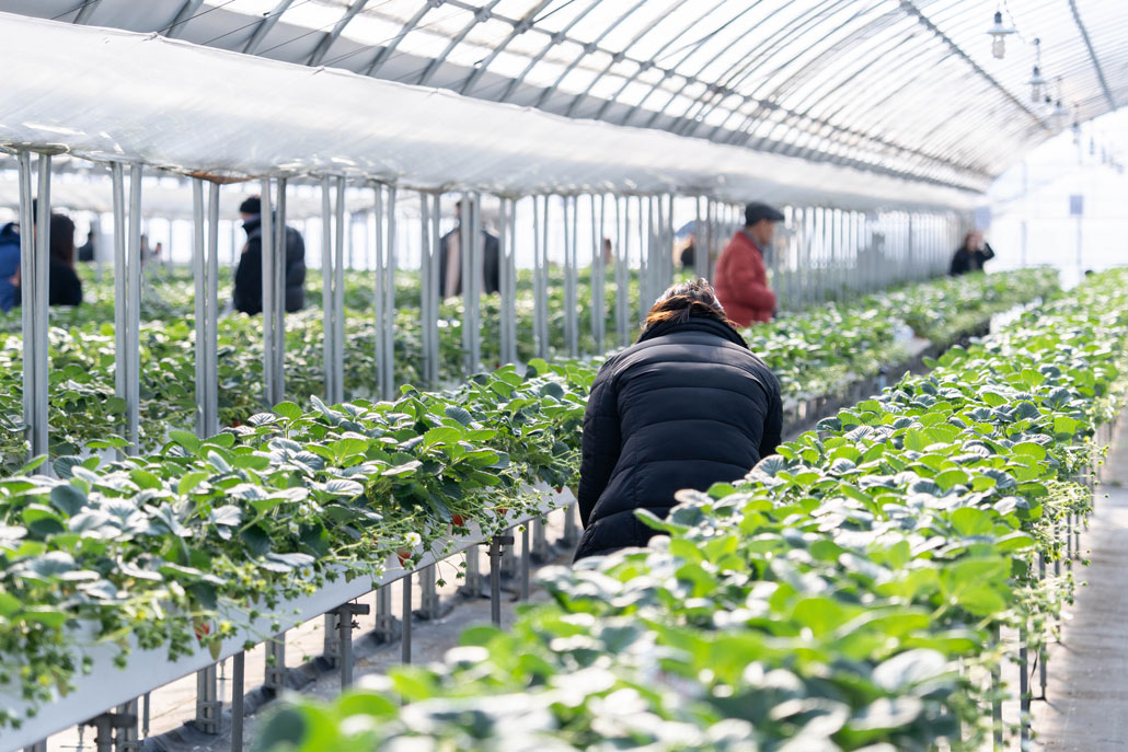 「華やぎ観光農園」ハウス画像