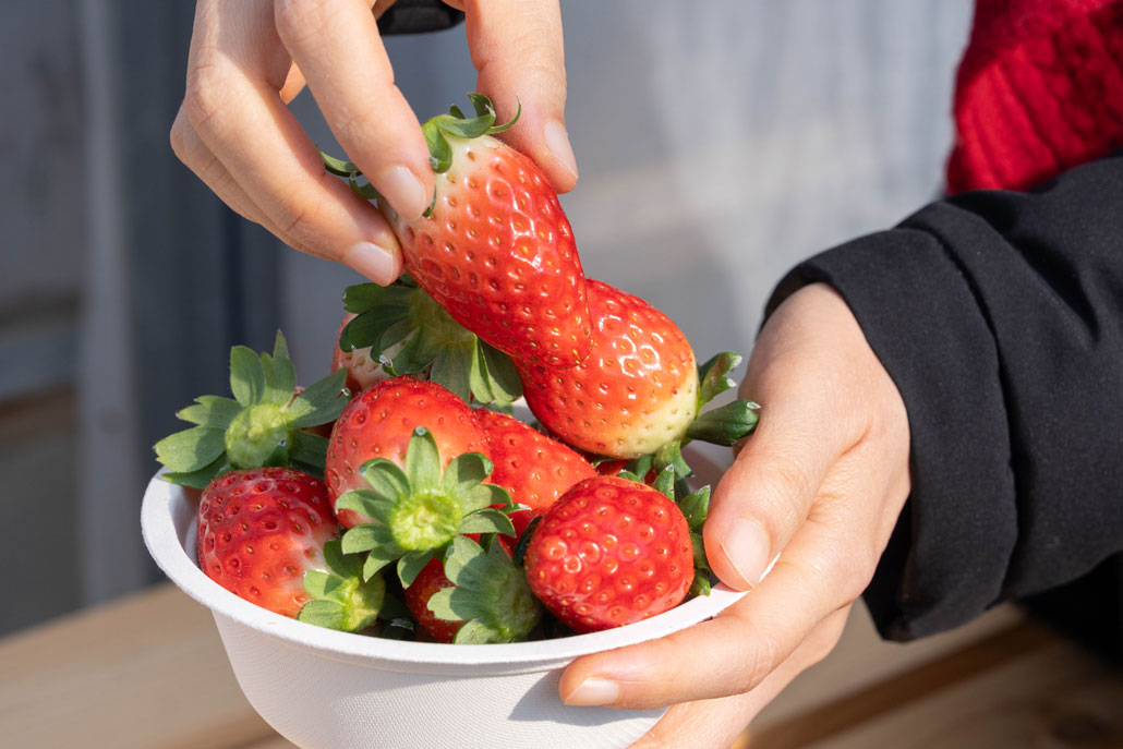 「華やぎ観光農園」いちご狩り画像