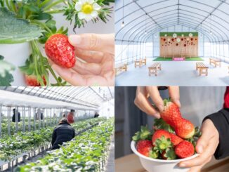 華やぎ農園いちご狩りの画像