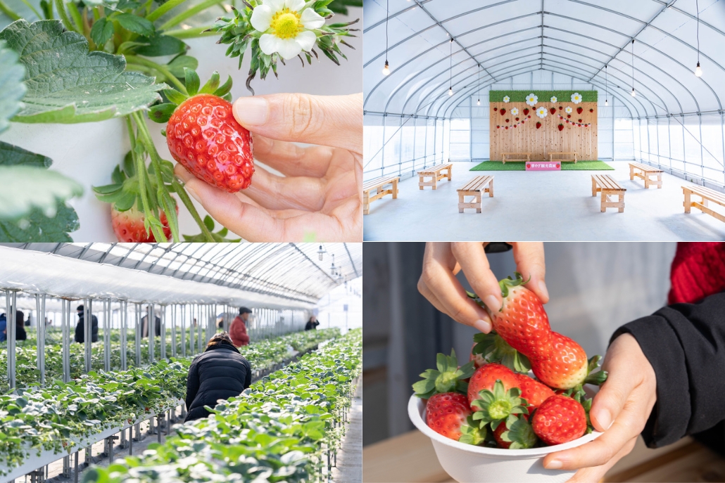 華やぎ農園いちご狩りの画像